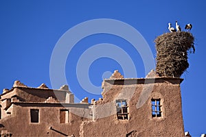 The White Stork's nest