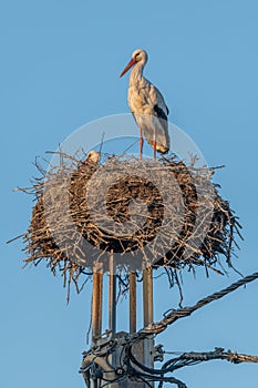 White Stork\'s nest (Ciconia ciconia) on an electric pole in a village in spring