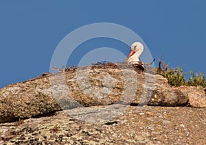 White Stork at itÂ´s rocky nest