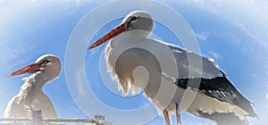 White stork, scientific name Ciconia ciconia, with a red beak an