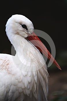 White stork side view