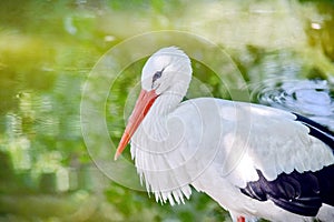White Stork Side View Portrait in Pond