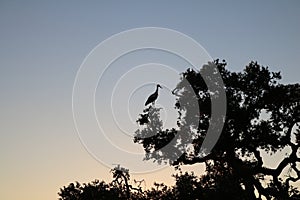 White stork silhouette against the Sunset sky.