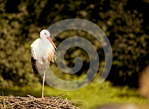 White stork sitting in the nest