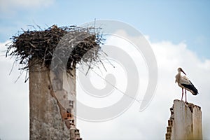 White stork sitting on top of building wall