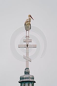 White Stork sitting on-top of a church cross in Mila 23 Village, Danube Delta, Romania