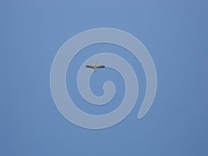 White stork in the sky