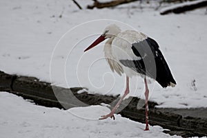 White stork in the snow