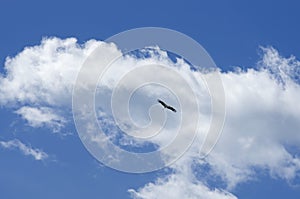 White stork soars having spread wings