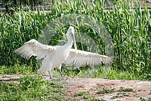 White stork spreads its wings