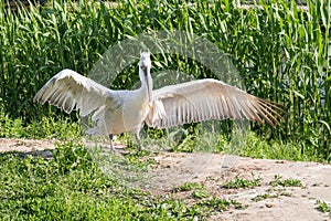 White stork spreads its wings