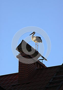 White stork standing on the chimney