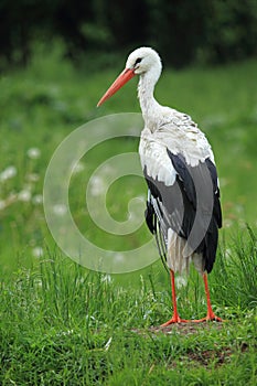 White stork