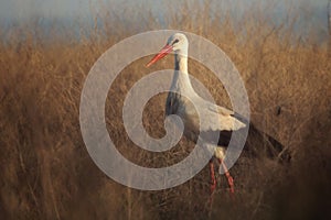 White stork standing in grass at sunrise