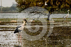 A white stork standing in a lake in India