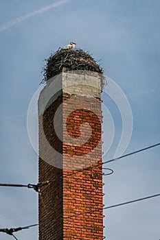 A white stork standing on nest on red chimney