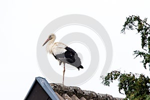 A white stork standing on the roof of a house.