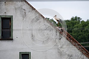 White stork standing on the roof of a house in village. Stork poses for photos. in countryside in Poland