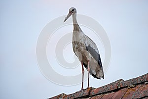 White stork standing on the roof of a house in village. Stork poses for photos. in countryside in Poland