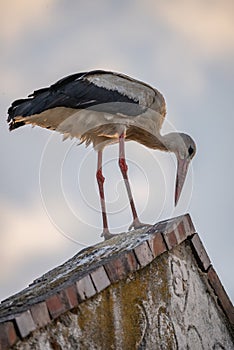 White stork standing on the roof of a house in village. Stork poses for photos. in countryside in Poland