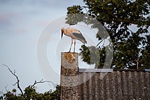 White stork standing on the roof of a house in village. Stork poses for photos. in countryside in Poland