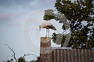 White stork standing on the roof of a house in village. Stork poses for photos. in countryside in Poland