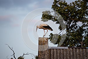 White stork standing on the roof of a house in village. Stork poses for photos. in countryside in Poland