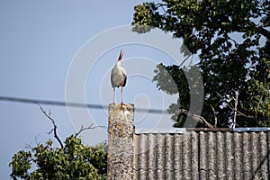 White stork standing on the roof of a house in village. Stork poses for photos. in countryside in Poland