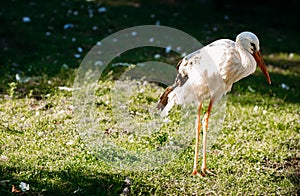 White stork stands alone in a sunny meadow in summer