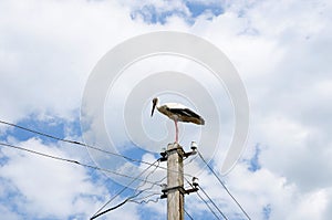 A white stork stands on an electric pole. Electric wires cross the sky. Copy space.