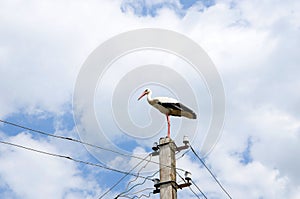 A white stork stands on an electric pole. Electric wires cross the sky. Copy space.