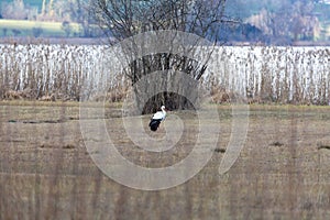 White stork stands on a green meadow in a moor landscape, cloudy weather