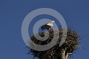 A white stork stands in a nest against a deep blue sky