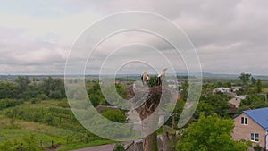 White stork stands in a nest on tree. Summer landscape. Two storks in nest against background of sky