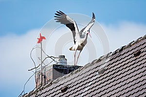 White stork starts flying from house roof