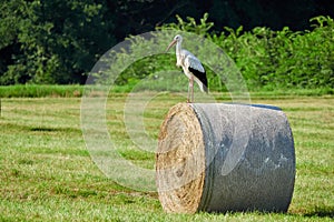 White stork on straw bale