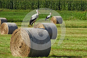 White stork on straw bale