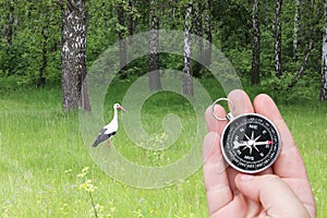 White stork in summer on green grass and round compass in hand