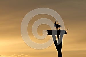 White Stork at Sunset