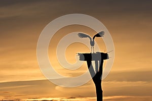 White Stork taking flight at sunset