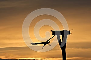 White Stork taking flight at sunset