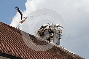 White stork taking off