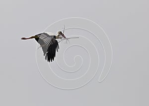 White Stork on transport