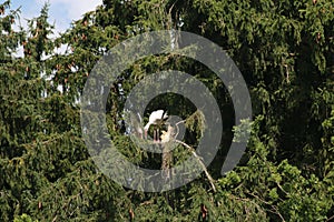 White stork on a tree