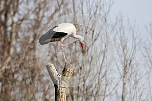 White stork