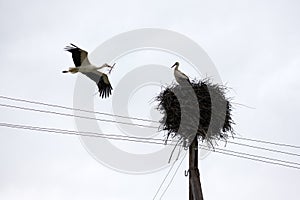 White stork with tree twig in beak returning to his nest