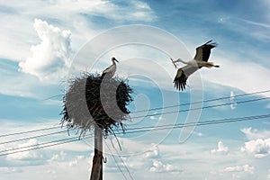 White stork with tree twig in beak returning to his nest