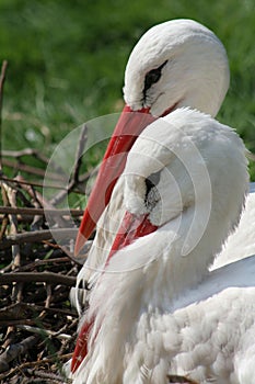 White stork