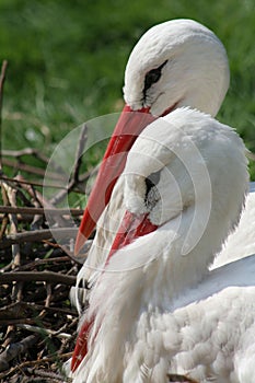 White stork photo