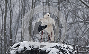 White stork under the snow